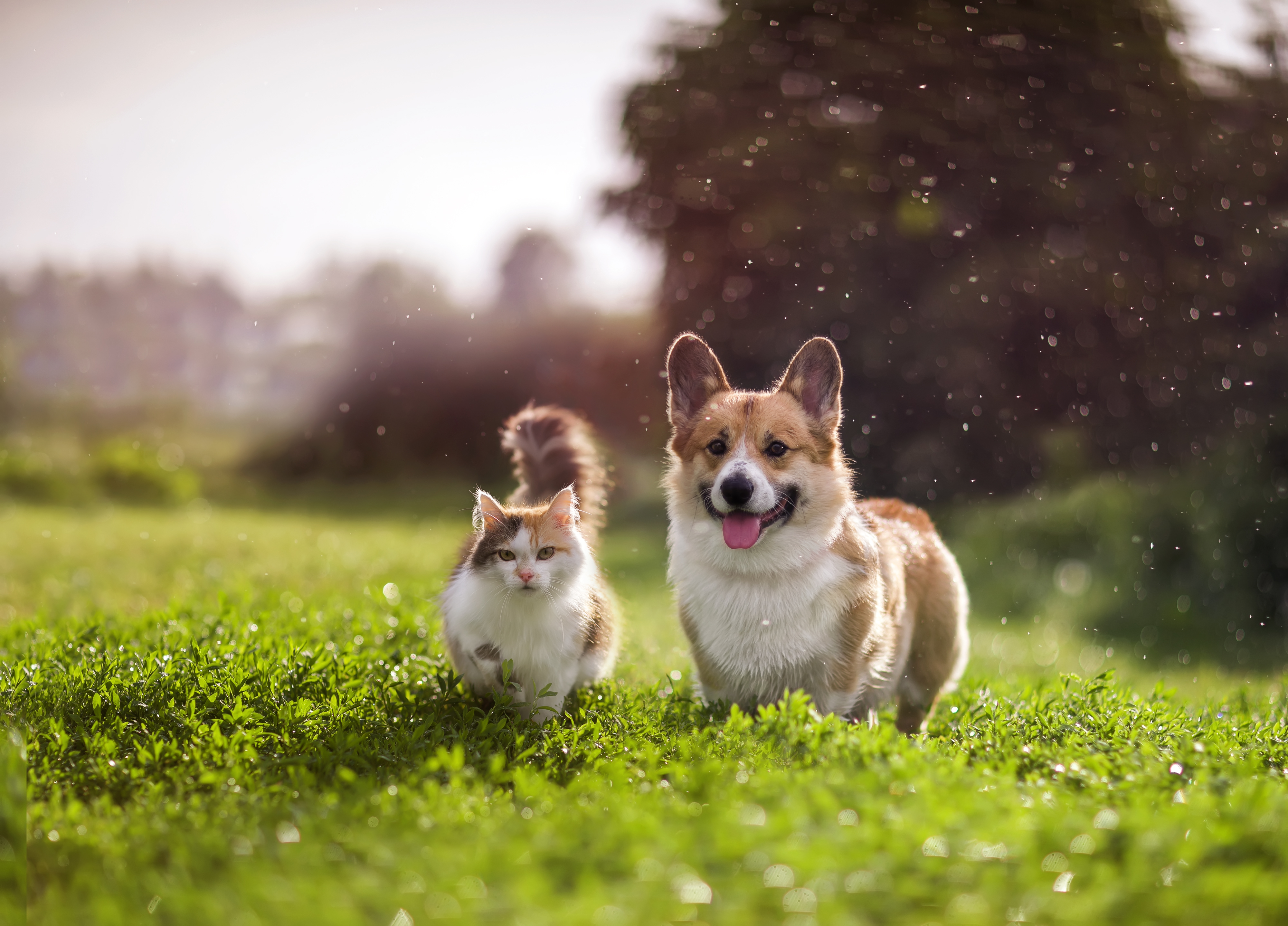 Brun hund